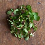Purslane